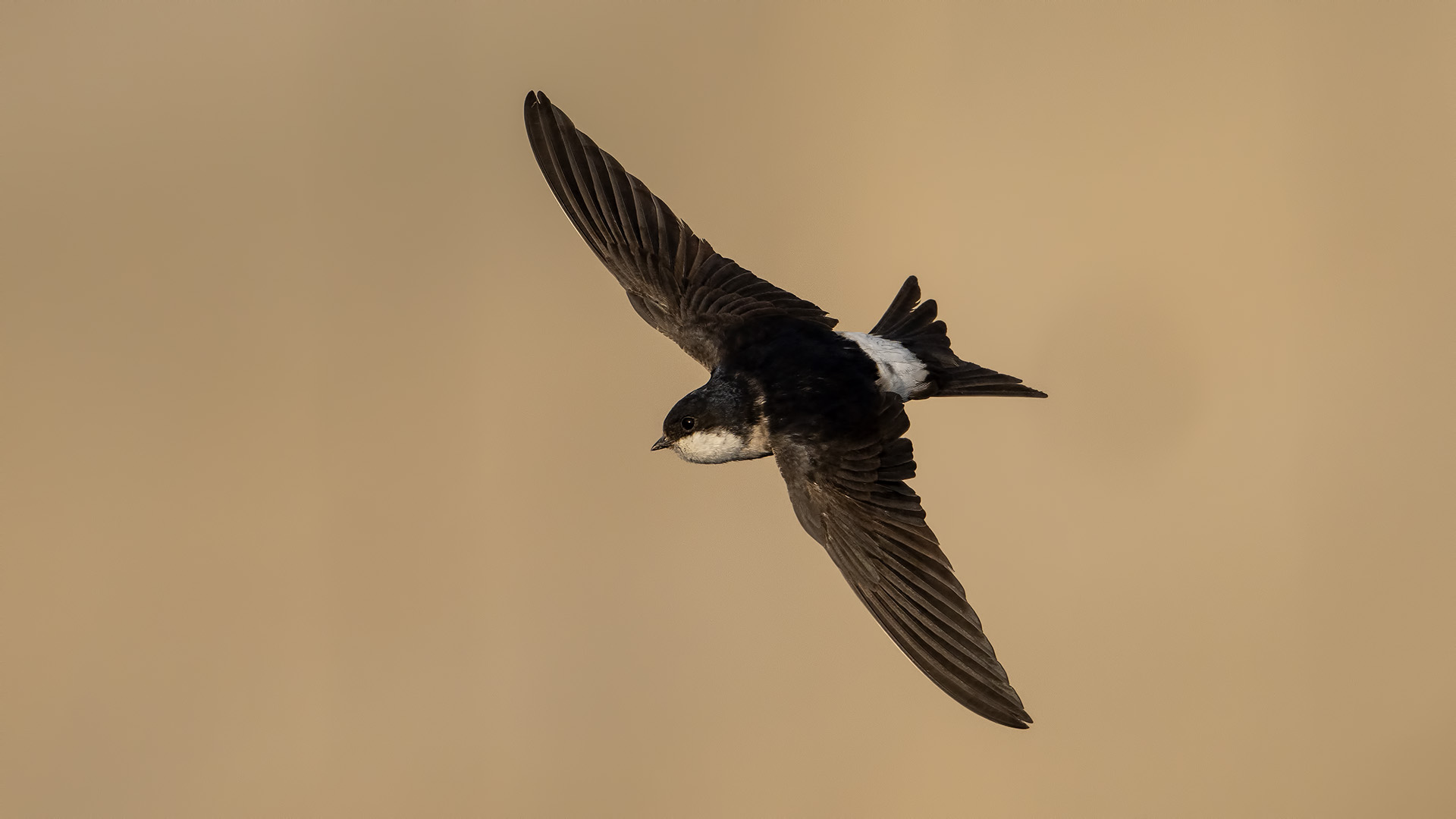 Common House-Martin